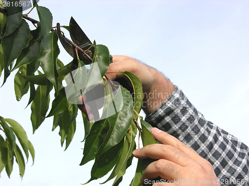 Image of Cutout of a hand with secateurs cutting branch