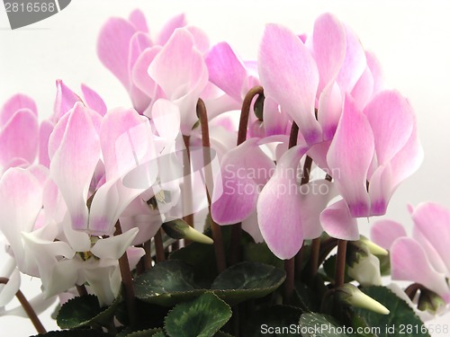 Image of Cyclamen with many pink and white blooms