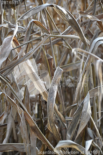 Image of Dry indian corn field