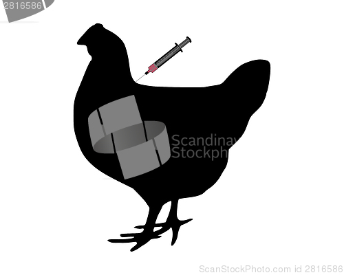 Image of Hen gets an immunization against bird flu