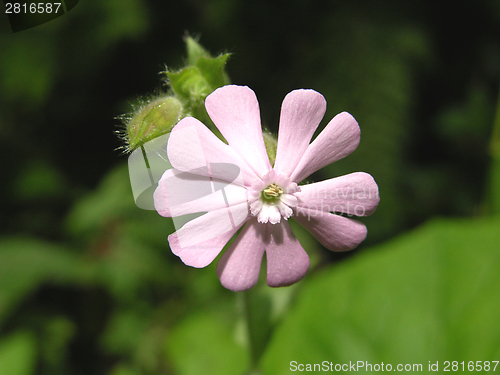 Image of One red campion on black and green background