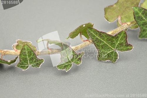 Image of Detailed but simple image of iced ivy 