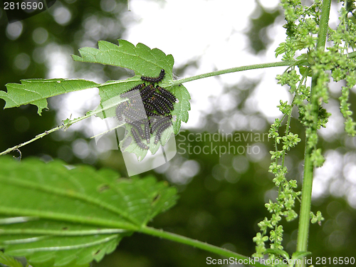 Image of Many edacious caterpillars are almost very hungry
