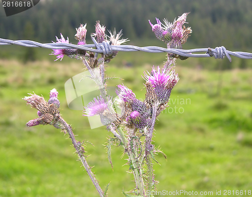 Image of Faded pink thistle behind the barbwire of a pasture