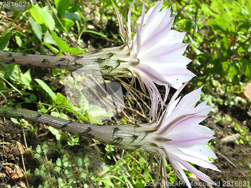 Image of Two funnel formed cactus blooms in a home garden