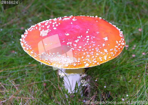 Image of Big fly agaric in the grasland