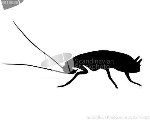 Image of Black Cockroach