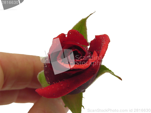 Image of One red rose with water drops hold by hand