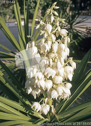 Image of Yucca with flower
