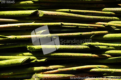 Image of Twigs with moss