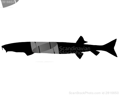 Image of Beaked salmon silhouette