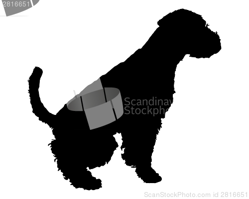 Image of Welsh Terrier