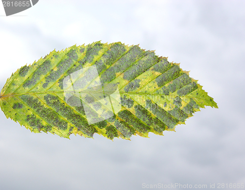 Image of Green autumn leaf in the foreground of gray sky