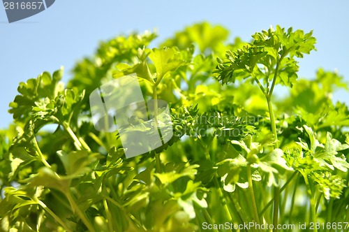 Image of Parsley cut-out