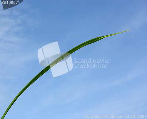 Image of Blade of grass in front of blue sky