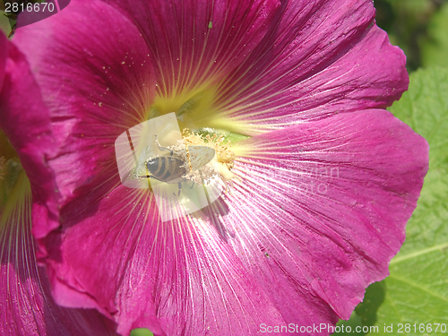 Image of Close-up view on a hibiscus bloom with a bee looking for nutrition