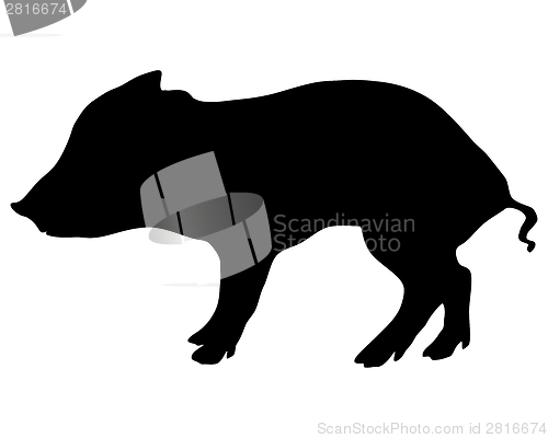 Image of Young wild boar