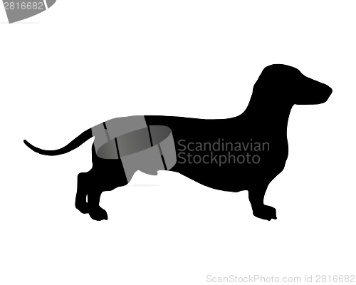 Image of The black silhouette of a shortlegged Badger Dog
