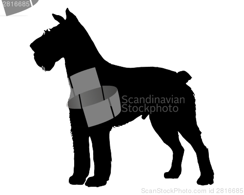 Image of The black silhouette of a German Schnauzer