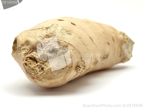 Image of Ginger on white