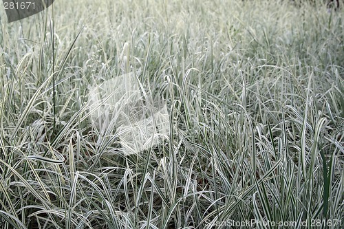 Image of Beautiful green and white grass