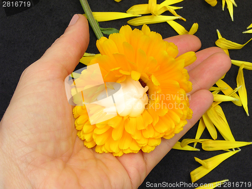 Image of Marigold with natural skin creme on black background