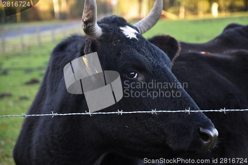 Image of Cow behind barbed wire