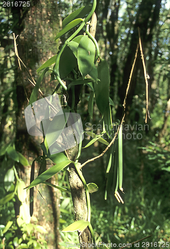 Image of Vanilla planifolia