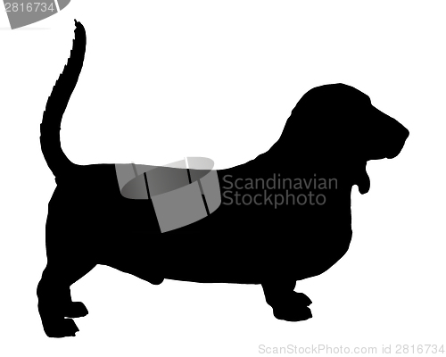 Image of Basset Hound