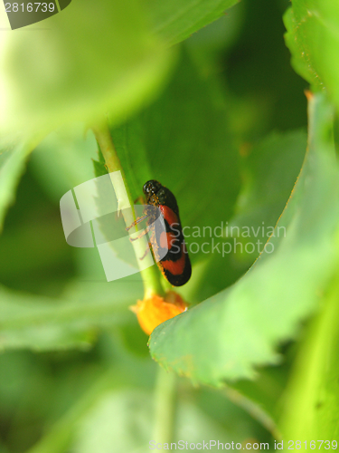 Image of Spittlebug in the green with orange pollen