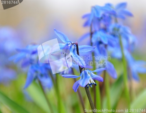 Image of Squill flowers