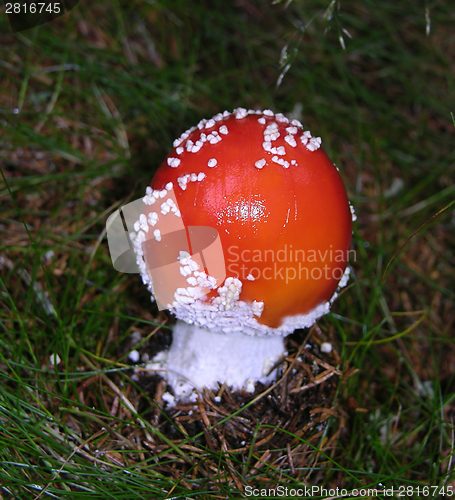 Image of One small fly agaric on the bottom of the wood