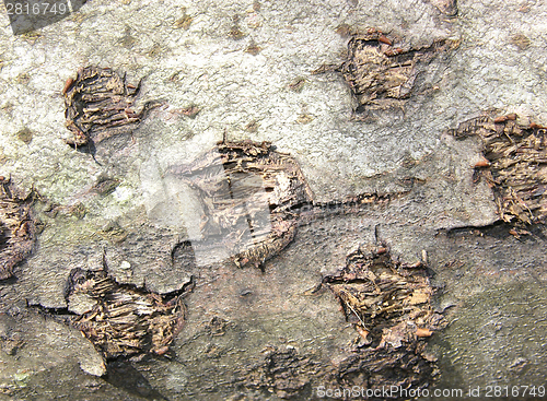 Image of Background picture out of the brown bark of a tree