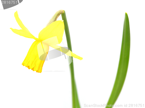 Image of Close-up view on a spring snowflake on white
