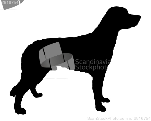 Image of Small M?nsterl?nder