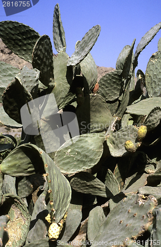 Image of Opuntia with fruits