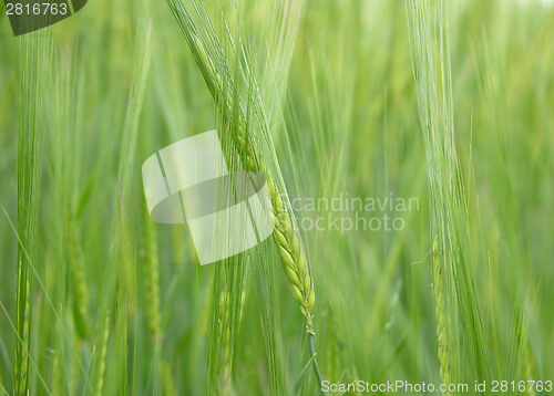 Image of Unripe cereal plants as fresh green background