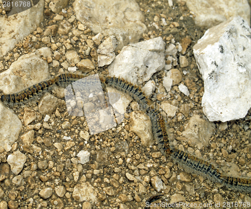 Image of Processionary caterpillars