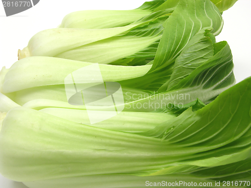 Image of Pak choi arranged on a white background