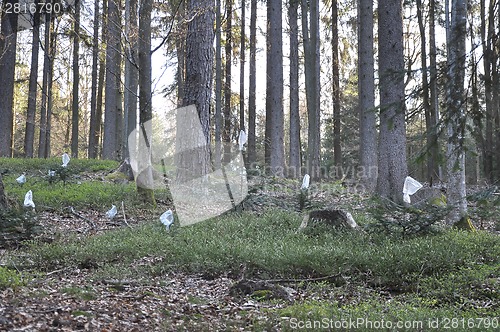 Image of Forestal damage protection