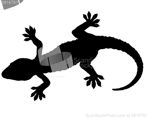 Image of Gecko silhouette