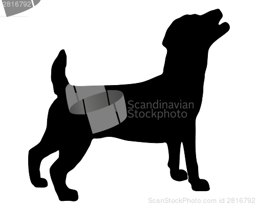 Image of Jack Russel Terrier Silhouette