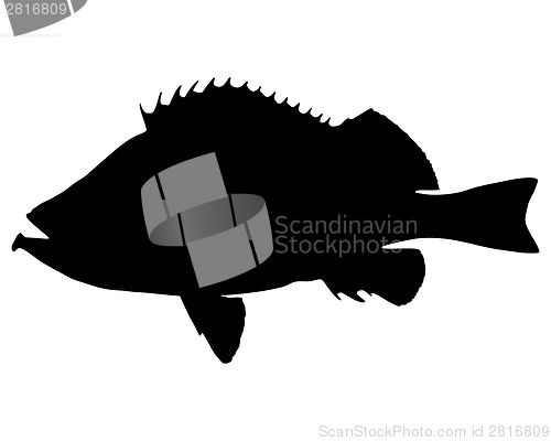 Image of Rose fish Silhouette