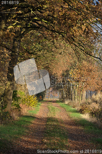 Image of Alley in autumn