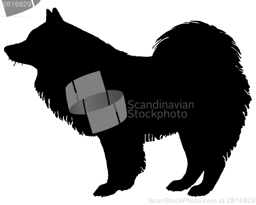 Image of The black silhouette of a Samoyed Dog