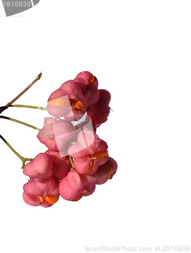 Image of European spindle (Euonymus europaeus)