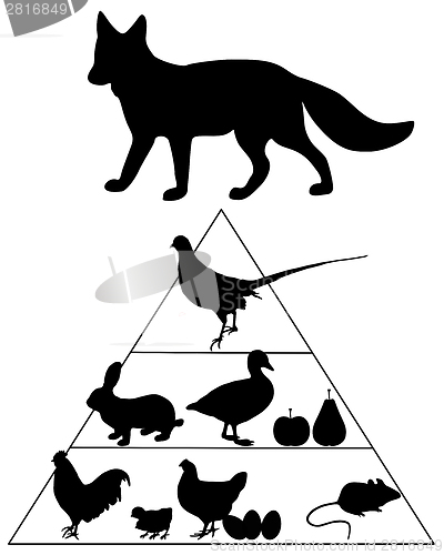 Image of Fox food guide pyramid