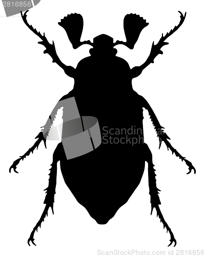 Image of Cockchafer silhouette
