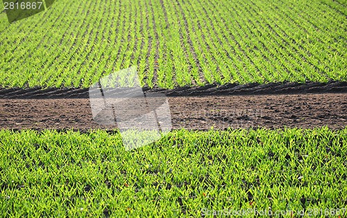 Image of Rows of seedlings in a field