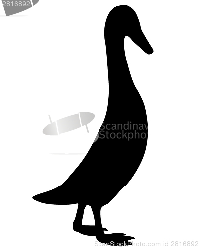 Image of Indian runner duck 